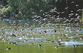 A flock of migratory birds flutters off