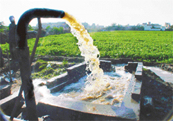 Vegetables irrigated with contaminated water from Buddha Nullah near Haibowal