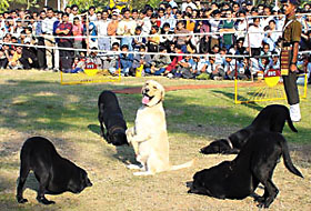 A DOG DAY AFTERNOON