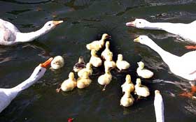 8 days old, 22 Australian ducklings, covered and protected with their parents, float after they were released in the water