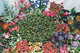 A few plants in bloom
