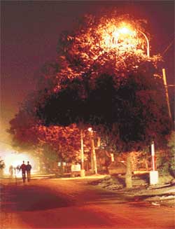 Illuminating the foliage: Unpruned trees in several parts of Ludhiana city block streetlight