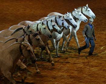 A breaker leads a herd of Spanish thoroughbreds