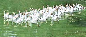 Ducks defend a certain area around them before mating