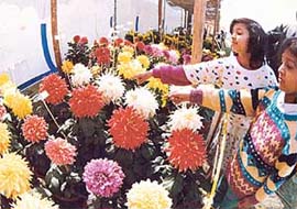 Plant your winter annuals according to size and colour