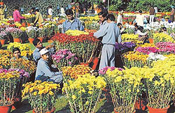 Workers of the MCs Horticulture Wing give final touches to the flower pots for the 16th Annual Chrysanthemum Show 