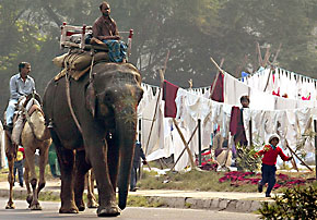 A mahout makes his way through a residential area