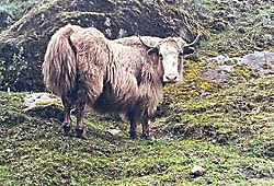 A Yak grazing in the Tawang valley