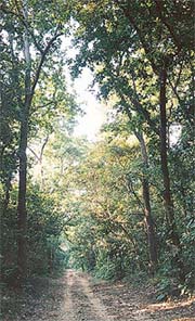 A dirt road inside the Kalesar forest