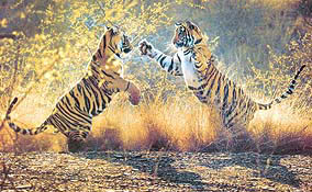 Clash of the Titans by Praveen Kumar