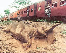 Elephantine Death Throes by Salil Kumar Bera