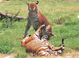 Tigers in a playful mood at Chhat Bir Zoo, near Chandigarh