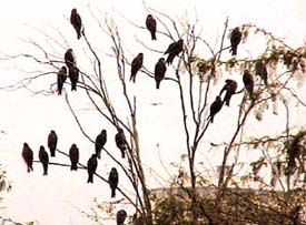 Natures scavengers