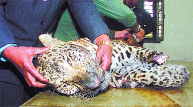Zoo officials examining the body of the leopard, which had strayed into the residential area of Neb Sarai