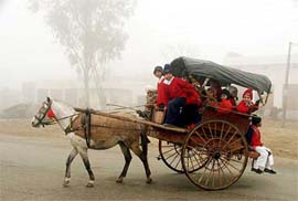 Children commute to school in a horse carriage through fog in Amritsar