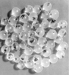 Artificial seeds
