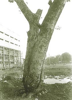 This mutilated tree, like many others in the Civil Lines area of Gurgaon, seems to have come in the way of the urban elite. Does Gurgaon have no place for Gods greenery in the midst of the concrete jungle 