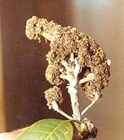 This is the time to nip the pests that attack mango trees in the bud