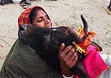 A pilgrim hugs a holy cow