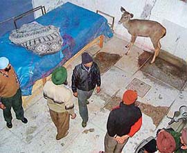 A sambar at a Phase X house in SAS Nagar on Wednesday.