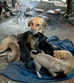Motherly affection