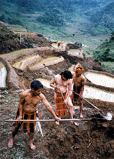 Ifugao farmers dressed in traditional clothing prepare to transplant rice seedlings