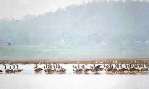 The reservoir has been declared a national wetland 