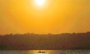 The Pong reservoir attracts more than 230 species of birds