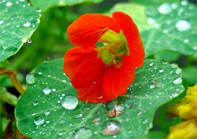 A bright red garden nasturtium presents a beautiful sight after the rain