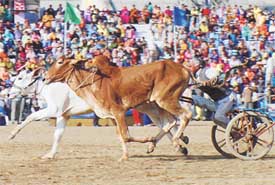 A bullock cart race in progress