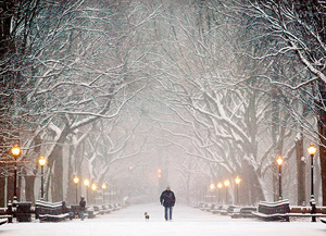 A man walks a dog through Central Park