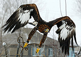 Ready to dive on a dummy prey