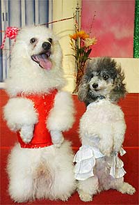Rambo and Josie