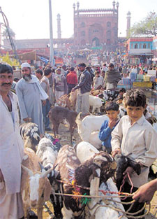 Decorated sacrificial goats being lined up in front of Jama Masjid