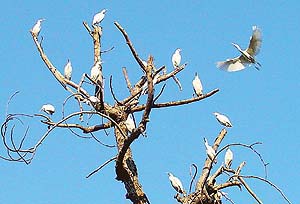 White cranes bask in the sun at Punjab Agricultural University