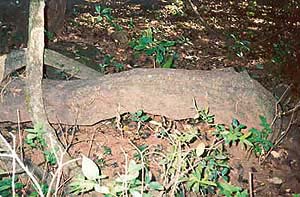 An 800-year-old vine in the Ahupe Devrai. Some of its branches are thick enough to support the weight of a full-grown man