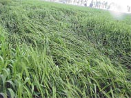 Strong winds fell advance wheat crops at Jhammat village
