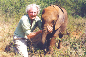 David Shepherd with his bundle of joy, a baby tusker in the African wild