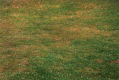 Chandigarh experiences a hailstorm