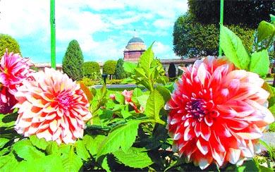 Mughal Gardens in all its glory
