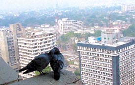 Love nest on a high-rise