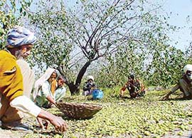 Workers pick up ber which fell due to squall in Jagraon block