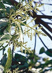 Timely spraying can save your mango tree from insect attacks