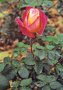 This is also the time to prepare your blooms for flower festivals