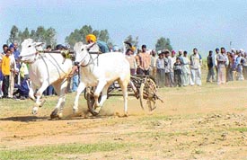 A bullock-cart race at the sports festival of Buddhewal village