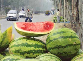 A sea of watermelons on the Ludhiana-Phillaur road