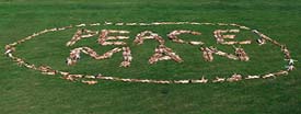 Over 250 naked men lie on the ground to spell "peace man" during an anti-war protest 