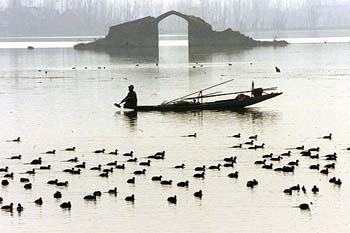 A Kashmiri fisherman rows his boat near a flock of migratory birds