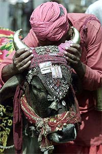 A cattle-owner worships his 'magic' cow