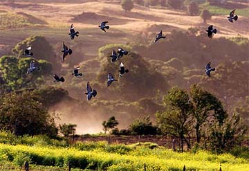 Doves fly over plantations of vegetables